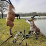 Twee 3D-targets in de vorm van herten